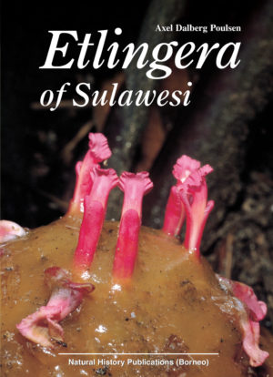 Etlingera of Sulawesi