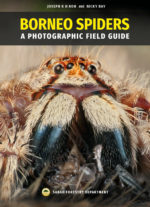 Spiders of Borneo Cover